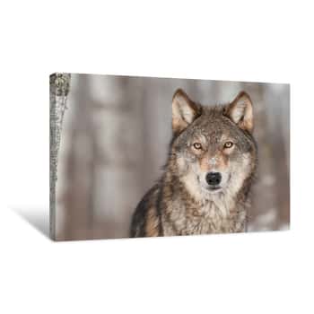 Image of Grey Wolf (Canis Lupus) Portrait Canvas Print