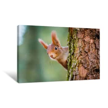 Image of Curious Red Squirrel Peeking Behind The Tree Trunk Canvas Print