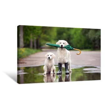 Image of Golden Retriever And Puppy In A Puddle Holding An Umbrella Canvas Print