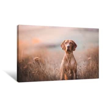Image of Hungarian Pointer Hound Dog Canvas Print