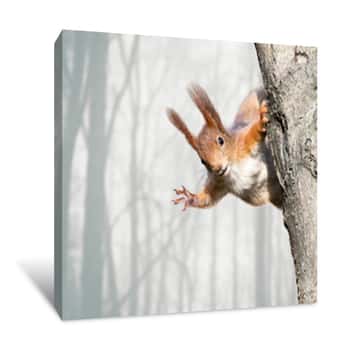 Image of Curious Red Squirrel Siting On Tree Canvas Print