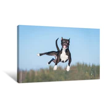 Image of Funny Amstaff Dog With Crazy Eyes Flying In The Air Canvas Print