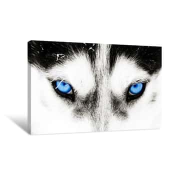 Image of Close-up Shot Of A Husky Dog\'s Blue Eyes Canvas Print