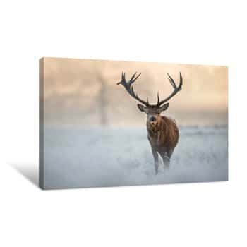Image of Red Deer In Winter Canvas Print