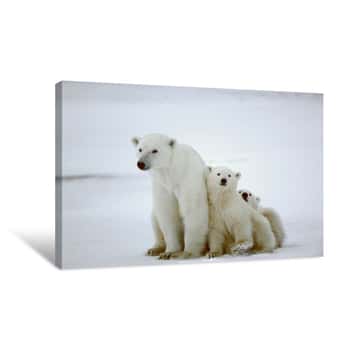 Image of Polar She-bear With Cubs Canvas Print