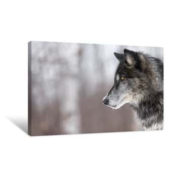 Image of Black Phase Grey Wolf (Canis Lupus) Profile Copy Space Canvas Print
