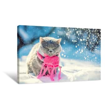 Image of Portrait Of The Blue British Shorthair Cat, Wearing Knitted Scarf  Cat Sitting Outdoors In The Snow In Winter During Snowfall Canvas Print