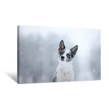 Image of Portrait Of A Marble Border Collie In Snow In Winter Canvas Print