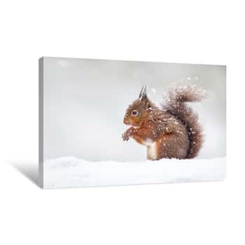 Image of Cute Red Squirrel In The Falling Snow, Winter In England Canvas Print