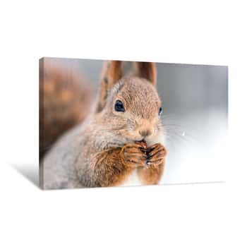 Image of Closeup Shoot Of Red Squirrel With Nut On Blurry Forest Background Canvas Print
