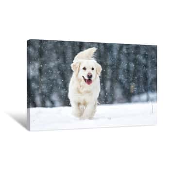 Image of Dog Outdoors In Winter Canvas Print