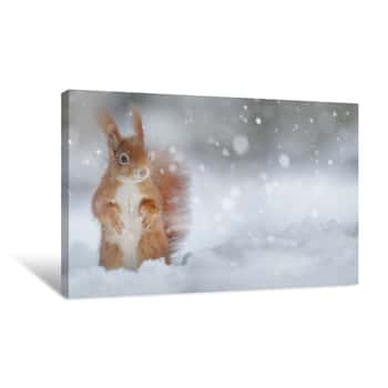 Image of Adorable Red Squirrel In Winter Snow Canvas Print
