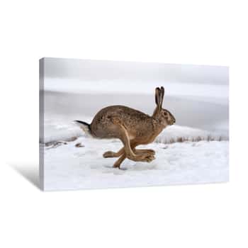 Image of Hare Running In The Field Canvas Print