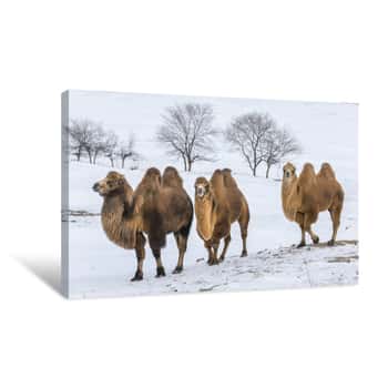 Image of Bactrian Camels Walking In A The Winter Landscape Of Northern Mongolia Canvas Print