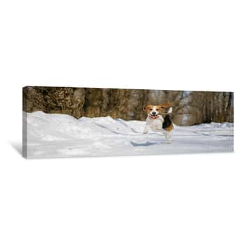 Image of Beagle Dog Runs And Plays In The Winter Forest On A Sunny Frosty Day Canvas Print