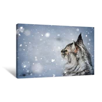 Image of Silver Tabby Maine Coon Cat Watching At The Falling Snow In Winter Scene Canvas Print