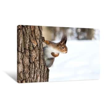 Image of Red Squirrel On Tree Trunk Canvas Print