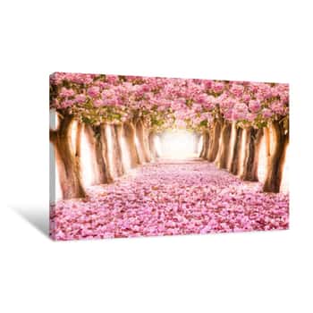Image of Falling Petal Over The Romantic Tunnel Of Pink Flower Trees / Romantic Blossom Tree Over Nature Background In Spring Season / Flowers Background Canvas Print
