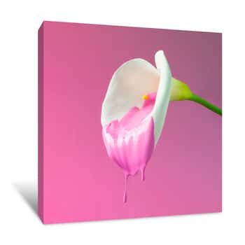 Image of Calla Flower With Dripping Pink Paint   Minimal Summer Exotic Concept With Copy Space Canvas Print