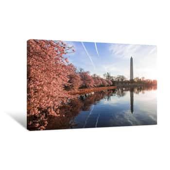 Image of Cherry Blossoms In Peak Bloom  Washington D C Canvas Print