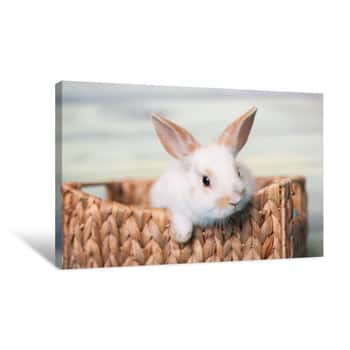 Image of Curious Baby Bunny Gazing From A Basket Canvas Print