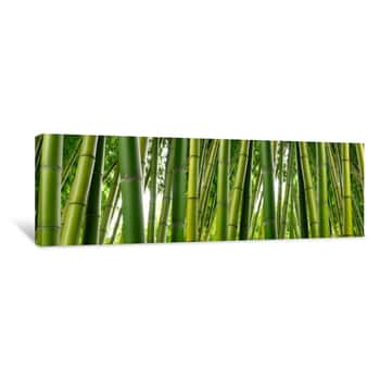 Image of Sunlght Peeks Through Dense Bamboo Canvas Print