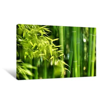 Image of Bamboo Leaves and Stalks in Forest Canvas Print