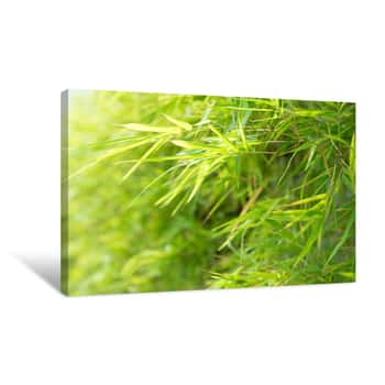 Image of Green Bamboo Leaves Background Canvas Print