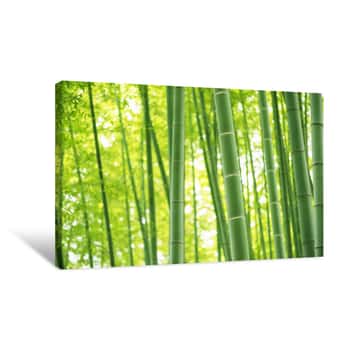 Image of Bamboo Forest Bokeh Canvas Print