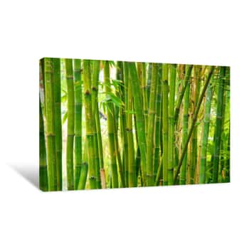 Image of Bamboo Stalks Canvas Print