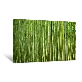 Image of Lush Green Bamboo Canvas Print
