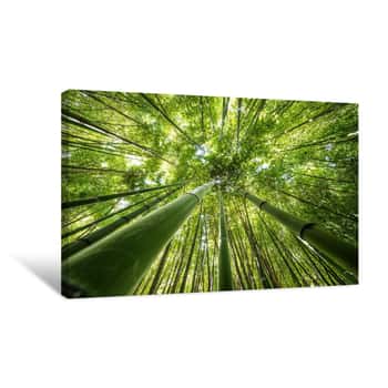 Image of Bamboo Forest - Fresh Bamboo Background Canvas Print