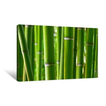 Image of Bamboo Forest Close Up Canvas Print