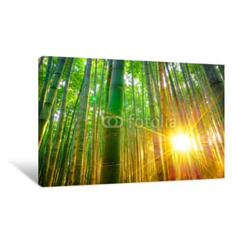 Image of Bamboo Forest With Sunny In Morning Canvas Print