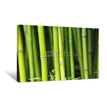 Image of Bambus Canvas Print