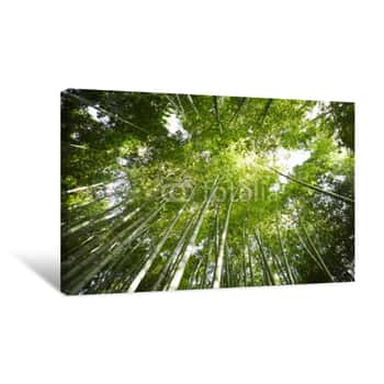 Image of Bamboo Forest Canopy Canvas Print