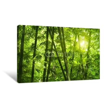 Image of Bright Light Through the Bamboo Forest Canvas Print