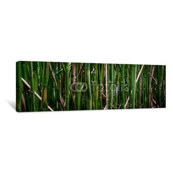 Image of Bamboo Canvas Print