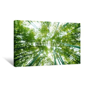 Image of Bamboo Forest Looking Up Canvas Print