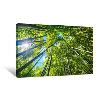 Image of Bamboo Canvas Print