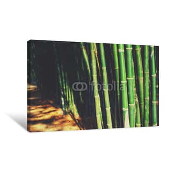Image of Bamboo Forest Green Stalks By Path Canvas Print