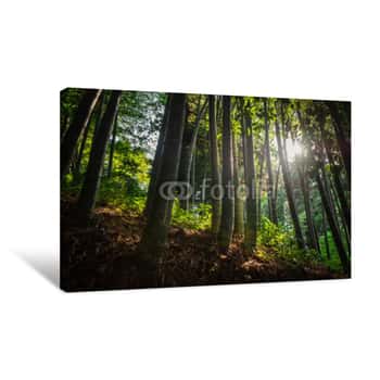 Image of Bamboo Forest With Morning Sunlight Canvas Print
