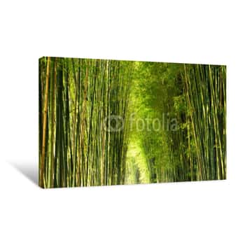 Image of Panorama Bamboo Forest Or Bamboo Grove And Sun Light Background Canvas Print
