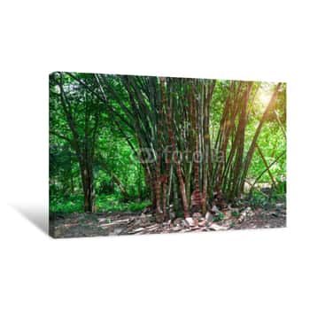 Image of Thickets Of Old Bamboo Canvas Print