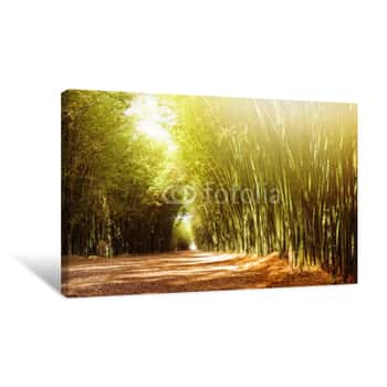 Image of Bamboo Forest With Sunlight Canvas Print