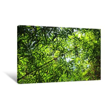 Image of Bamboo Forest With Trees, Sunlight, and Leaves Canvas Print