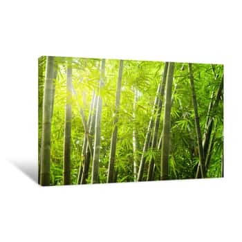 Image of Bamboo Forest With Ray Of Lights Canvas Print