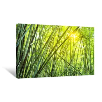 Image of Bamboo Forest In Tropical Canvas Print