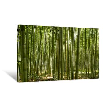 Image of A Beautiful Bamboo Grove In Kyoto, Japan Canvas Print