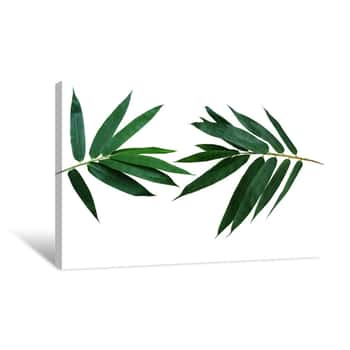 Image of Dark Green Leaves Of Bamboo Ornamental Garden Plant Isolated On White Background, Clipping Path Included Canvas Print
